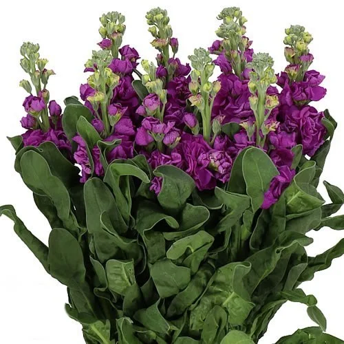 Matíola Iron Purple