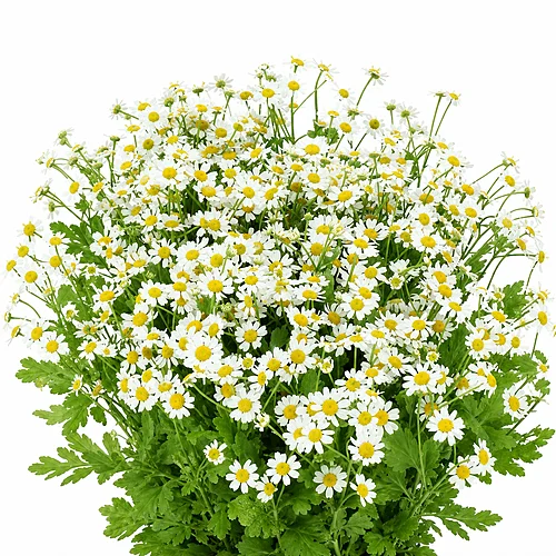 Matricaria