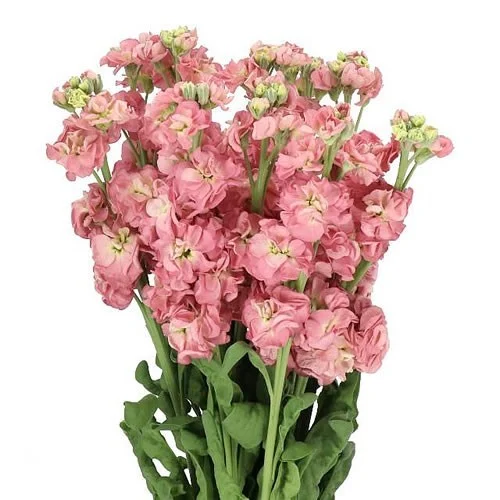 Matthiola Antique Rose