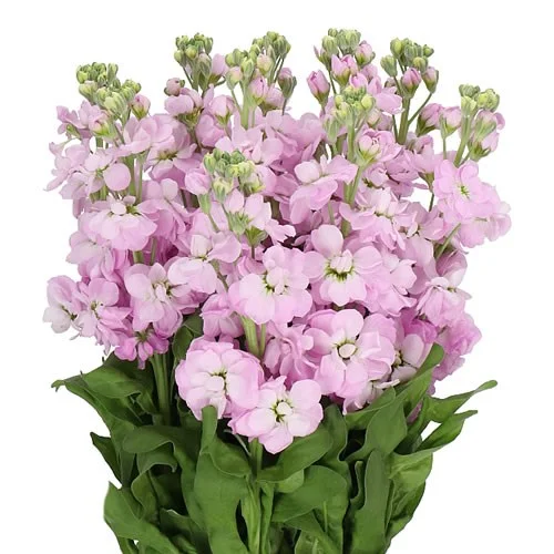 Matthiola Mathilda Pink