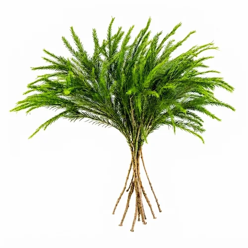 Melaleuca