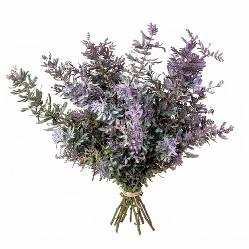 Mimosa Baileyana Purple