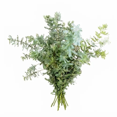 Mimosa Baileyana Silver