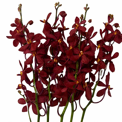 Mokara Ruby