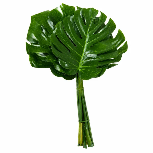 Monstera