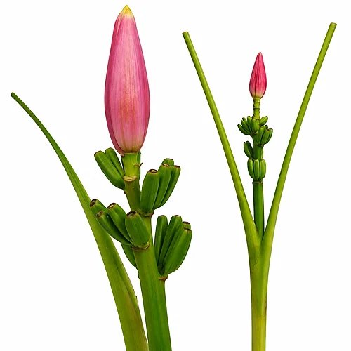 Musa Linda