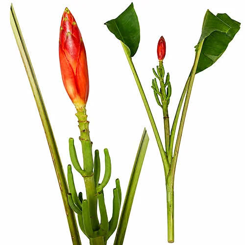 Musa Pacari