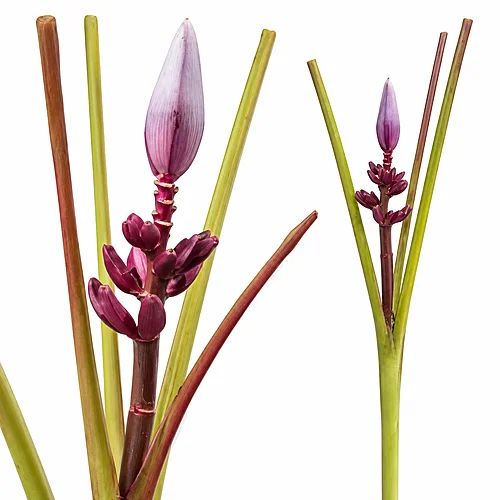 Musa Royal