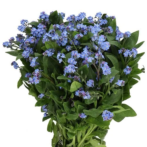 Myosotis Atlantis