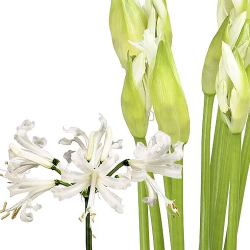 Nerine Biancaneve