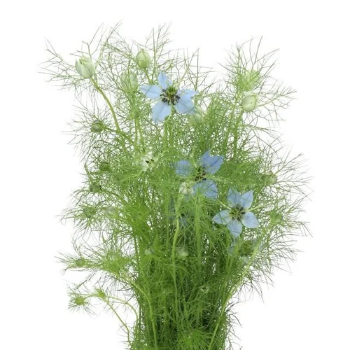 Nigella Blue