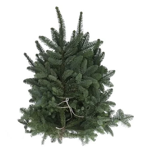 Nobilis