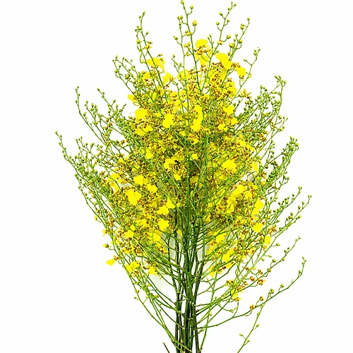Oncidium