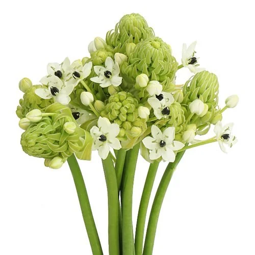 Ornithogalum