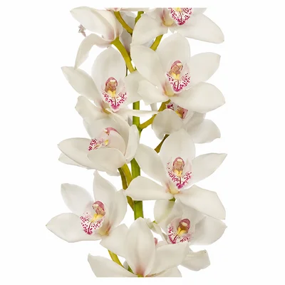 Orquídeas para floristas e profissionais