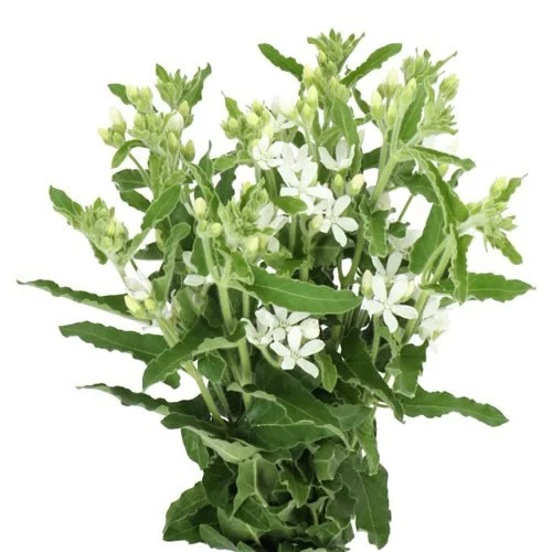 Oxypetalum Alba