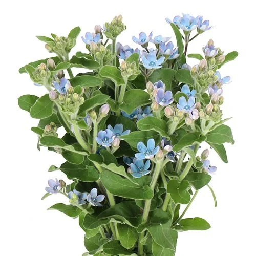 Oxypetalum Coeruleum