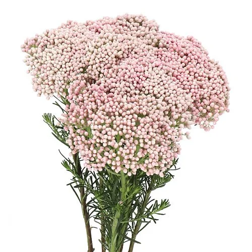 Ozothamnus Cooks Tall Pink