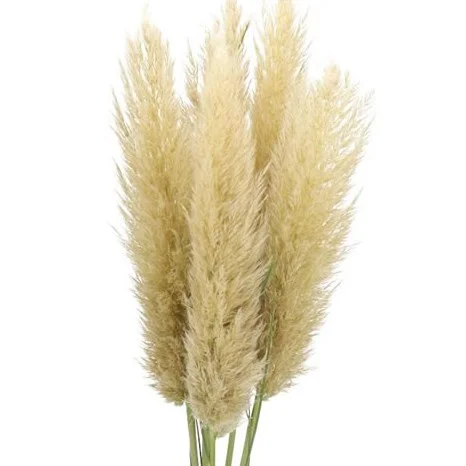 Pampas
