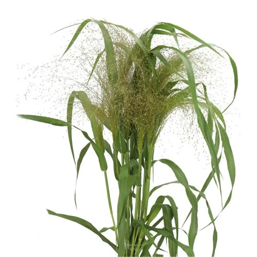 Panicum