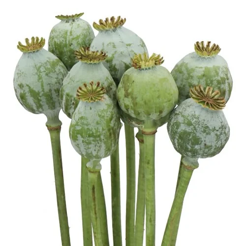 Papaver