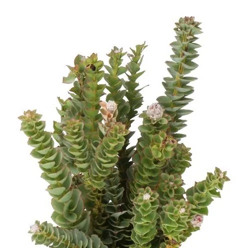 Paranomus Reflexus
