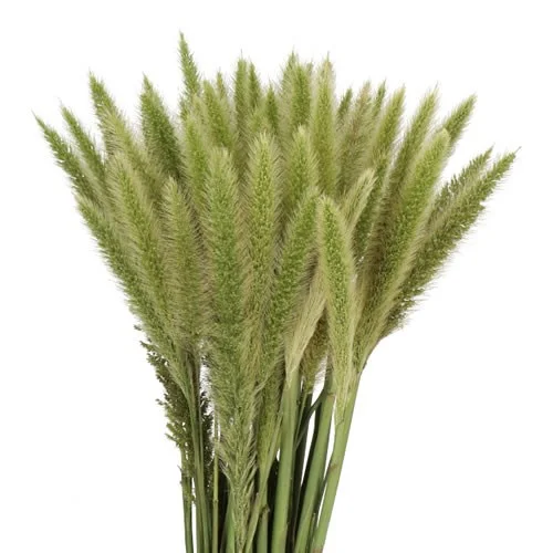 Pennisetum