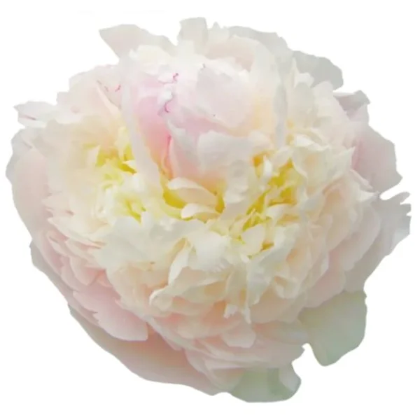 Peónia Blush Queen