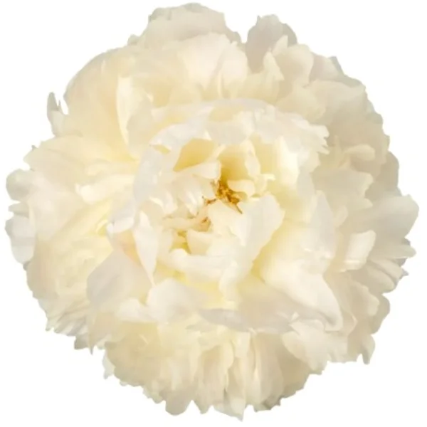 Peónia Bowl of Cream