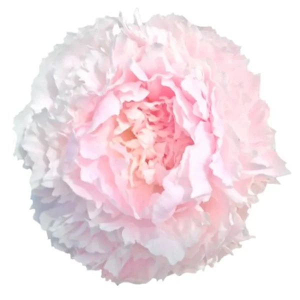 Peónia Chiffon Parfait
