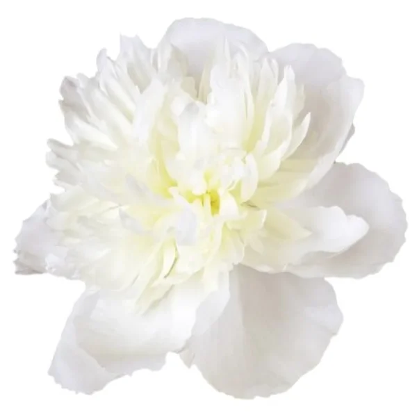 Peónia Duchesse de Nemours