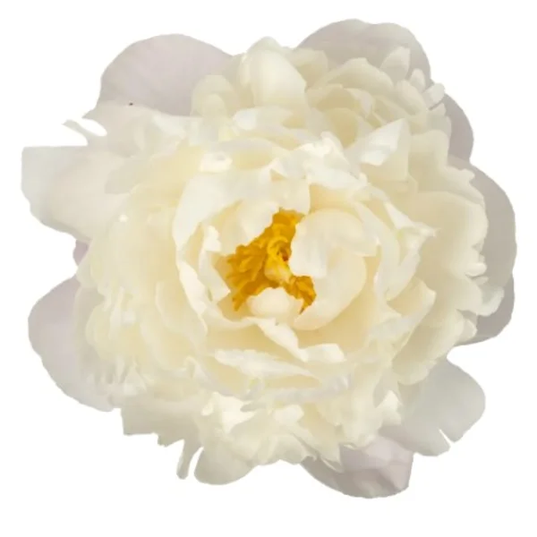 Peónia Gardenia