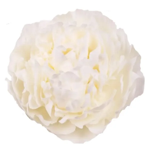 Peónia Ivory Victory