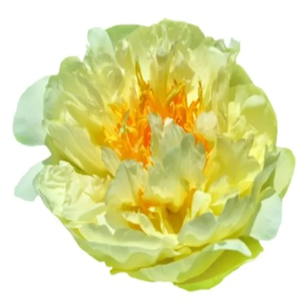 Peónia Lemon Chiffon