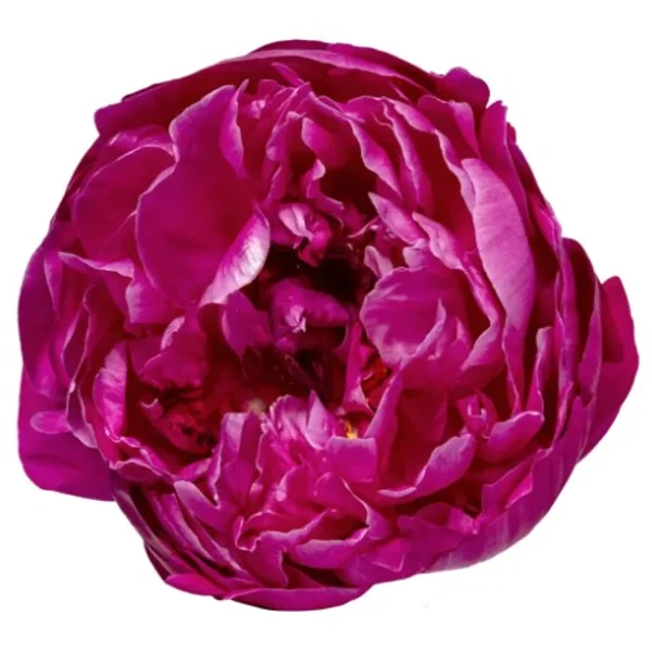 Peónia Red Sarah Bernhardt