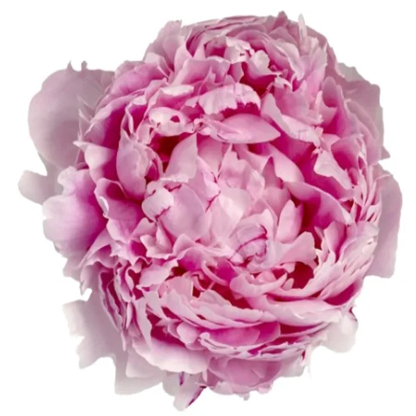 Peónia Sarah Bernhardt