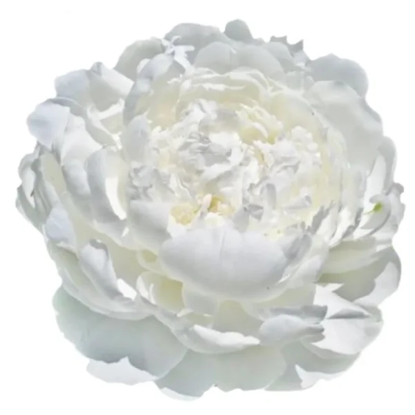 Peónia White Ivory