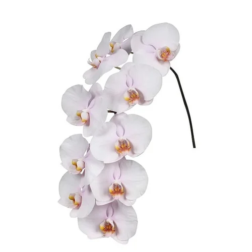 Phalaenopsis Alpha