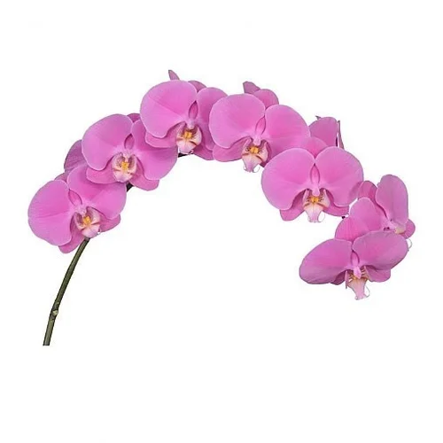 Phalaenopsis Buffalo