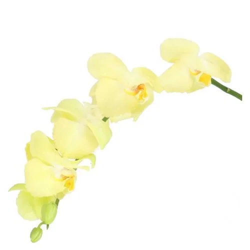 Phalaenopsis Detroit