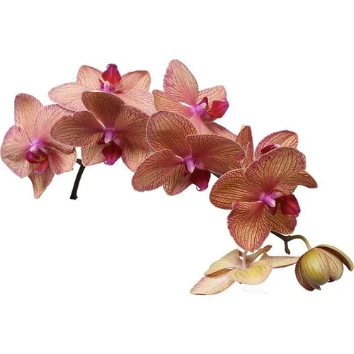 Phalaenopsis Golden Treasure