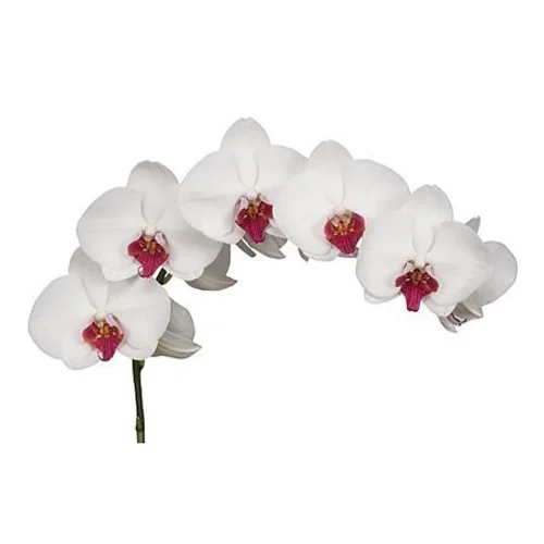 Phalaenopsis Hongkong