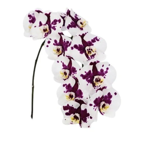 Phalaenopsis Kimberley