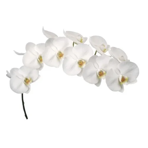 Phalaenopsis Kobe