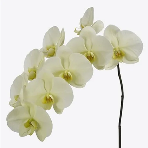 Phalaenopsis Limon Bella