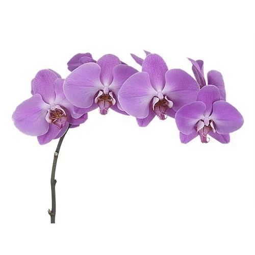 Phalaenopsis Pusan