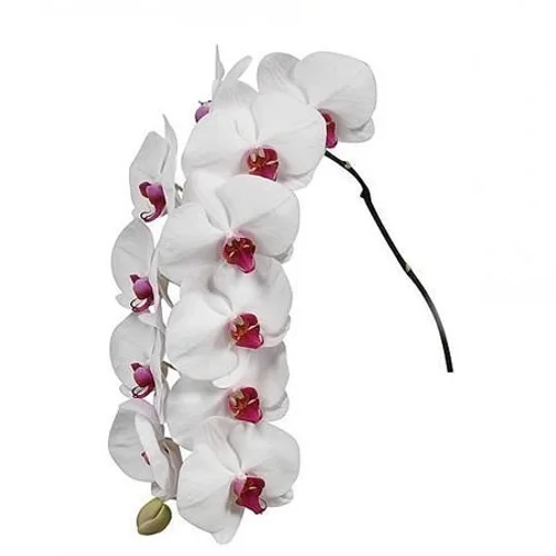 Phalaenopsis Red Lips