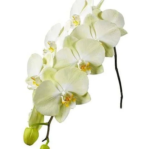 Phalaenopsis Rising Sun