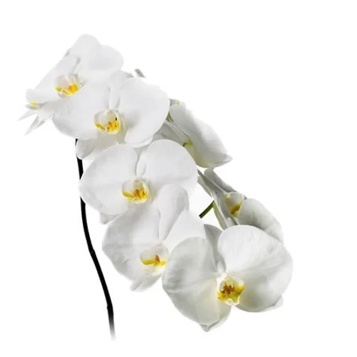 Phalaenopsis Sensation White