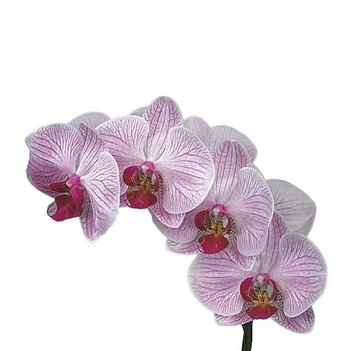 Phalaenopsis Shanghai